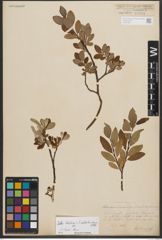 Foto von Salix helvetica Vill. x Salix waldsteiniana Willd.